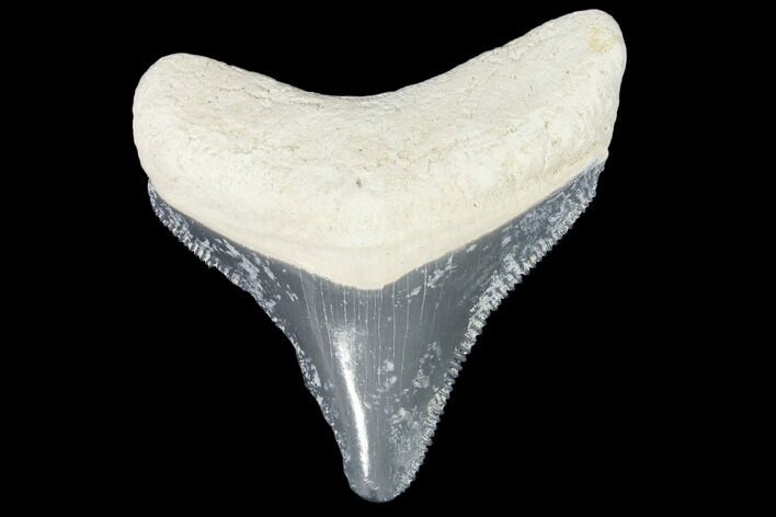 Fossil Megalodon Tooth - Florida #103348